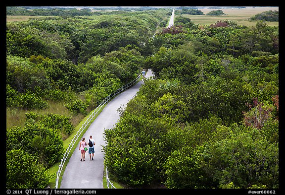 Trail and tram road, Shark Valley. Everglades National Park (color)