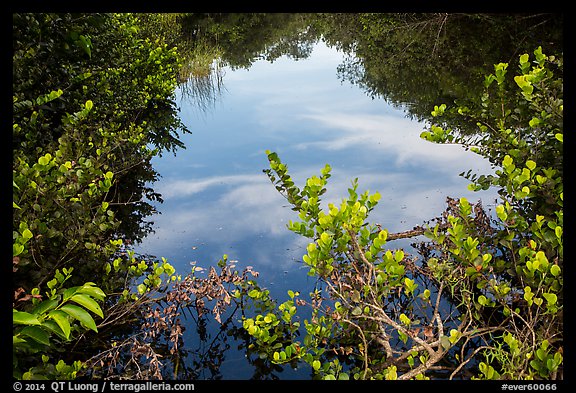 Pond surrounded by vegetation, Shark Valley. Everglades National Park (color)