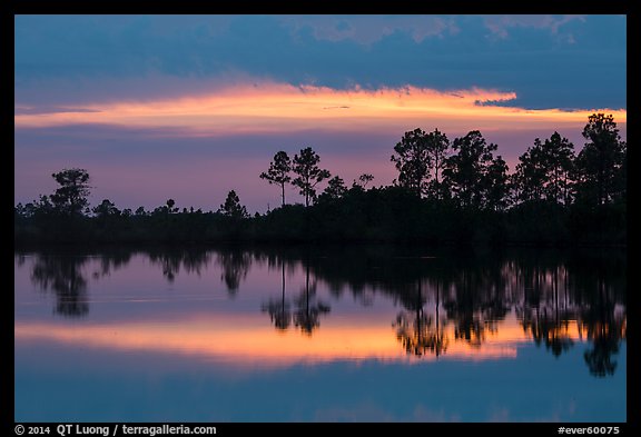 Pines reflected at sunset, Pines Glades Lake. Everglades National Park (color)