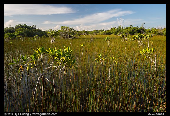 Dwarfed red mangroves in summer. Everglades National Park (color)