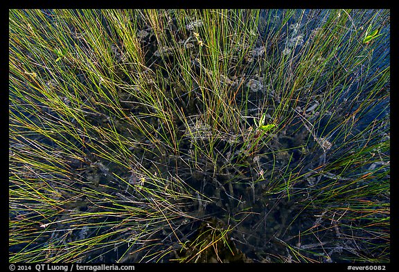 Sawgrass and phytoplankton. Everglades National Park, Florida, USA.