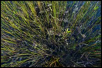 Sawgrass and phytoplankton. Everglades National Park, Florida, USA.