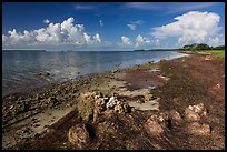 Florida Bay shores. Everglades National Park ( color)