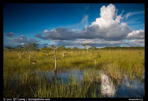 Dwarf Cypress and summer clouds. Everglades National Park (color)
