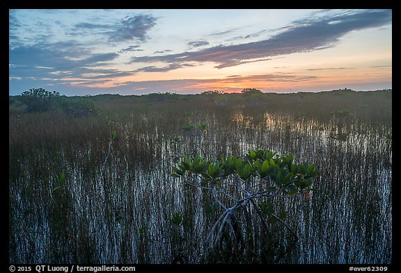 Dwarf mangroves at sunrise. Everglades National Park (color)