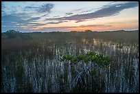 Dwarf mangroves at sunrise. Everglades National Park ( color)