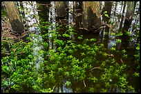 Bacopa and cypress trees. Everglades National Park ( color)