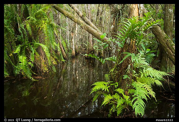 Ferns in cypress dome. Everglades National Park (color)