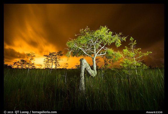 Z tree, sawgrass, and cypress at night. Everglades National Park, Florida, USA.