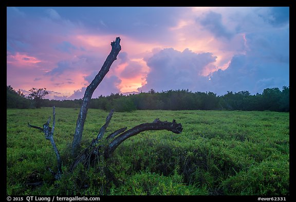 Saltwort and tree skeleton at sunrise. Everglades National Park (color)