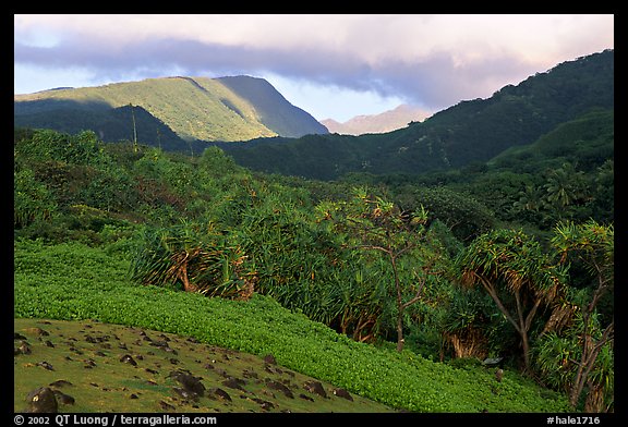 Lush Kipahulu mountains. Haleakala National Park (color)