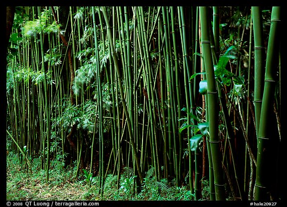 Bamboo forest along Pipiwai trail. Haleakala National Park, Hawaii, USA.