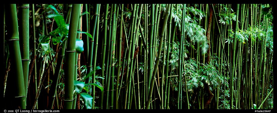 Bamboo grove. Haleakala National Park (color)