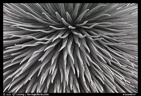 Argyroxiphium sandwicense (Silversword) detail. Haleakala National Park, Hawaii, USA.