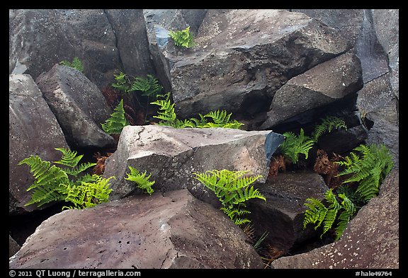 Braken fern (Kilau) and rocks. Haleakala National Park, Hawaii, USA.