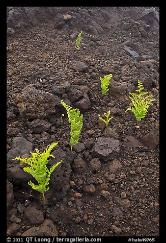 Braken ferns (Pteridium decompositum). Haleakala National Park, Hawaii, USA.