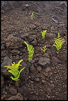 Braken ferns (Pteridium decompositum). Haleakala National Park, Hawaii, USA. (color)