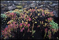 Ohelo (Vaccinium reticulatum). Haleakala National Park, Hawaii, USA. (color)