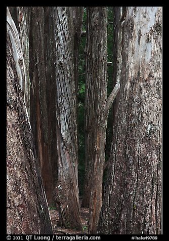 Eucalyptus tree trunks, Hosmer Grove. Haleakala National Park, Hawaii, USA.