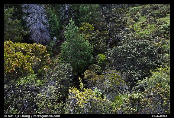 Trees and shrubs from Hosmer Grove overlook. Haleakala National Park, Hawaii, USA.