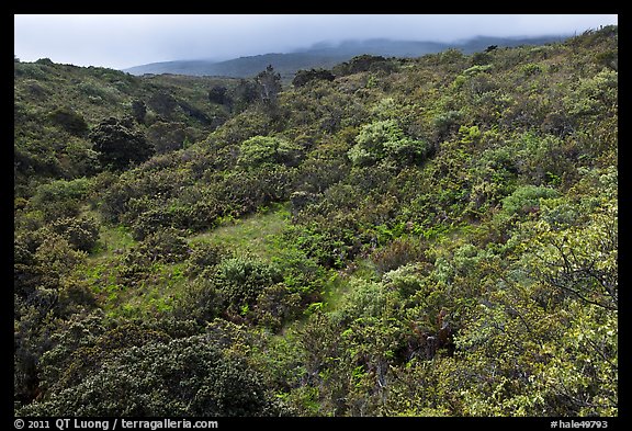 Forested hillside below Haleakala. Haleakala National Park, Hawaii, USA.