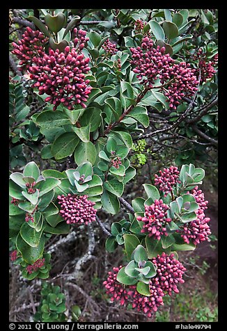 Sandalwood berries. Haleakala National Park, Hawaii, USA.