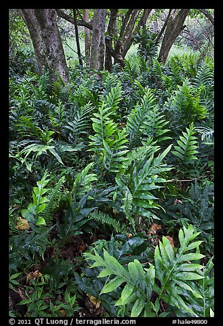 Maile-Scented native hawaiian ferns (Lauaa). Haleakala National Park, Hawaii, USA.