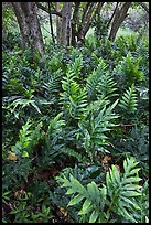 Maile-Scented native hawaiian ferns (Lauaa). Haleakala National Park, Hawaii, USA.