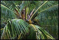Coconot tree and fruits. Haleakala National Park, Hawaii, USA. (color)