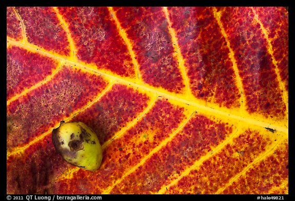 Close-up of red leaf and green nut. Haleakala National Park, Hawaii, USA.