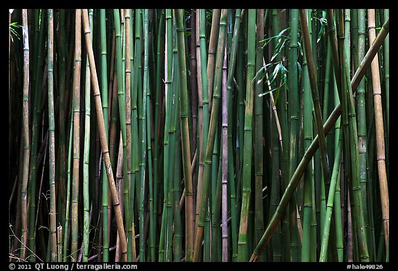 Bamboo stems. Haleakala National Park, Hawaii, USA.