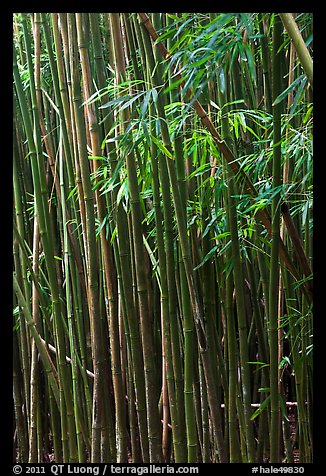 Bamboo stems and leaves. Haleakala National Park, Hawaii, USA.