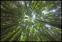 Looking up bamboo forest. Haleakala National Park, Hawaii, USA.