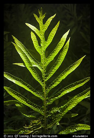 Glossy green leaf of Lauae fern with wart-like spore clusters. Haleakala National Park, Hawaii, USA.