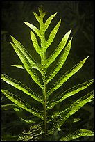 Glossy green leaf of Lauae fern with wart-like spore clusters. Haleakala National Park, Hawaii, USA. (color)
