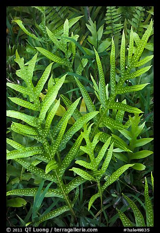 Maile-Scented Fern (Phymatosorus scolopendria). Haleakala National Park, Hawaii, USA.