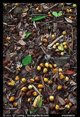 Forest floor close-up with tropical almond. Haleakala National Park, Hawaii, USA.