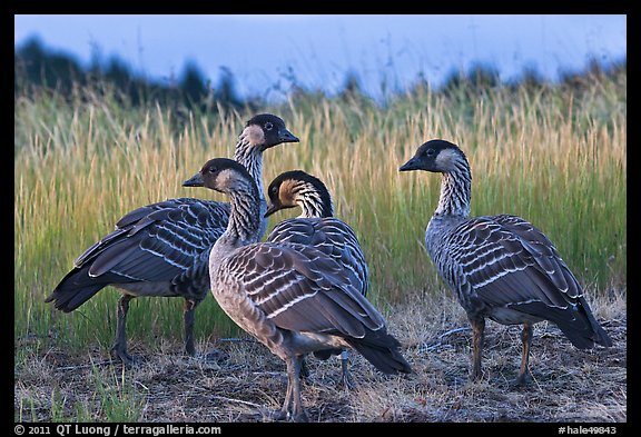 Nene (Branta sandvicensis). Haleakala National Park (color)