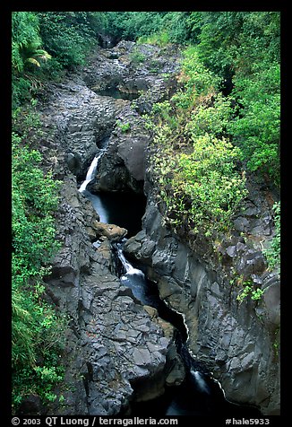 Gorge carved by Ohe o stream. Haleakala National Park, Hawaii, USA.