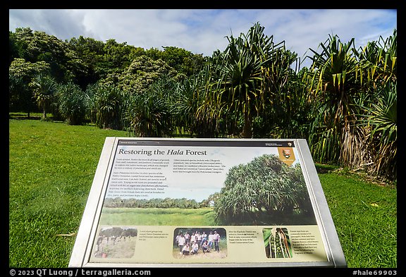 Restoring the Hala Forest interpretive sign. Haleakala National Park (color)