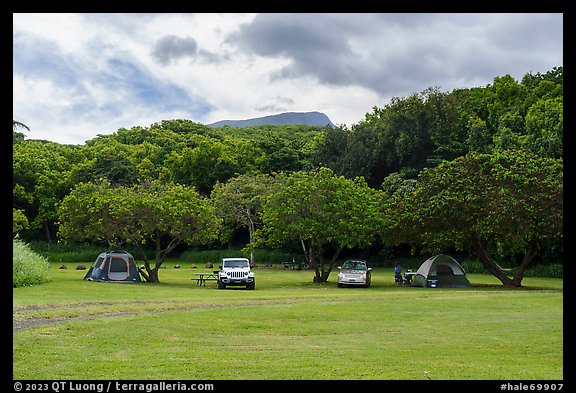 Camping in verdant Kipahulu Campground. Haleakala National Park (color)