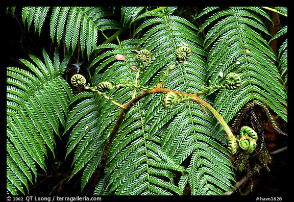 Hawaian ferns. Hawaii Volcanoes National Park, Hawaii, USA.