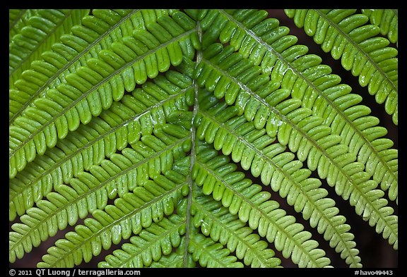 Tropical fern frond. Hawaii Volcanoes National Park, Hawaii, USA.