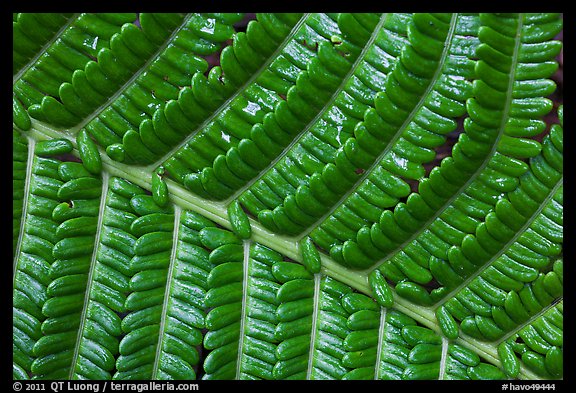 Fern leaf close-up. Hawaii Volcanoes National Park, Hawaii, USA.