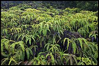 Carpet of false staghorn fern (Uluhe). Hawaii Volcanoes National Park ( color)