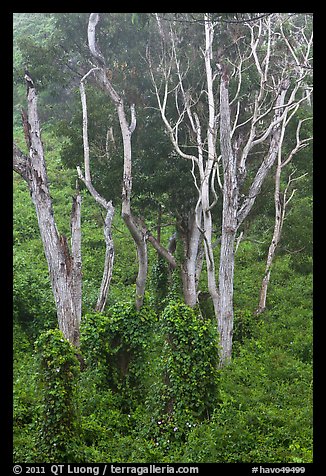 Tall native forest near Kipuka Ki. Hawaii Volcanoes National Park, Hawaii, USA.