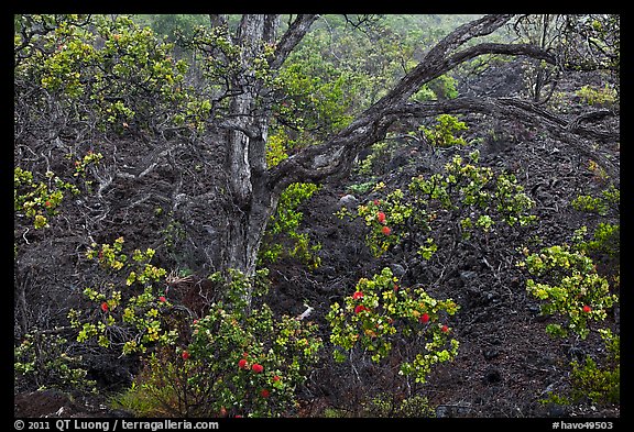 Ohia tree and lava flow. Hawaii Volcanoes National Park, Hawaii, USA.