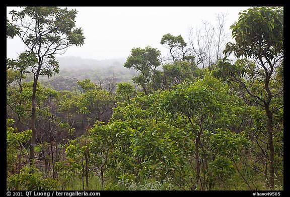 View over forest from Mauna Loa Lookout. Hawaii Volcanoes National Park, Hawaii, USA.