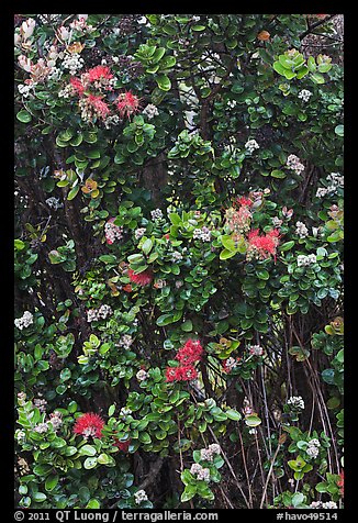 Ohia Lehua flowers. Hawaii Volcanoes National Park, Hawaii, USA.