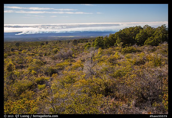 Mauna Loa forested slope and Halemaumau summit. Hawaii Volcanoes National Park, Hawaii, USA.